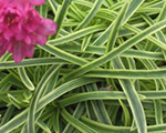 Armeria maritima niftythrifty