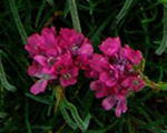 Armeria maritima violeta