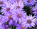 Aster dumosus woodspurple