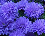 Aster novi belgii almiradoubleblue