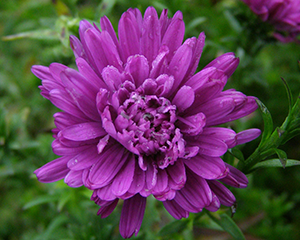 Ziemastere Jaunbeļģijas 'Almira Double Pink'