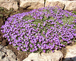 Aubrieta deltoidea