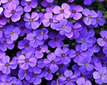 Aubrieta cascadepurple