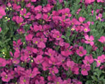 Aubrieta cascadered