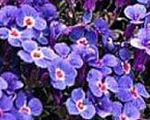 Aubrieta cascadeblue