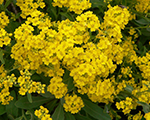 Alyssum saxatile goldcushion