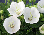 Campanula carpatica pearlwhite