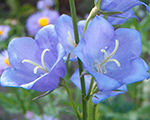 Campanula persifolia