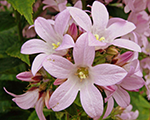 Campanula lactiflora loddonanna