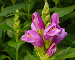 Chelone obliqua