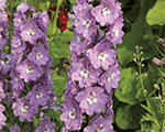 Delphinium jupiterpink