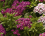 Dianthus barbatus barbarini