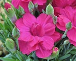 Dianthus annette