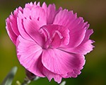 Dianthus dinettapink