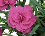 Dianthus dinettapurple