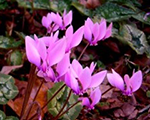 Cyclamen hederifolium ivyiceroseshades