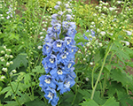 Delphinium jupiterskyblue