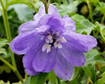 Delphinium lavender