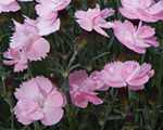 Dianthus dinettasoftpink