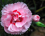 Dianthus doris