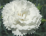 Dianthus haytorwhite