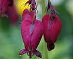 Dicentra formosa bacchanal