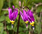 Dodecatheon meadia apfrodite