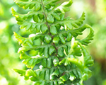 Dryopteris affinis crispa