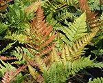 Dryopteris erythrosora autumn