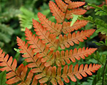 Dryopteris erythrosora brilliance