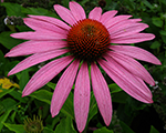 Echinacea feelingpink