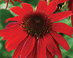 Echinacea sombrerosalsared