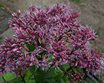 Eupatorium hybride babyjoe