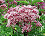 Eupatorium maculatum atropurpureum