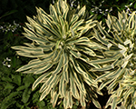 Euphorbia characias silveredge