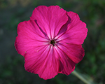 Lychnis coronaria