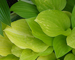 Hosta goldenscepter