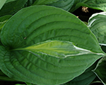 Hosta striptease