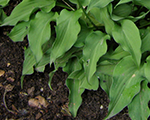 Hosta miiliigaa