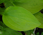 Hosta mazaa zaljgandzeltenaa