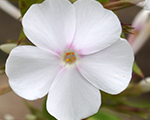 Phlox mac schneelawine