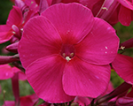 Phlox pan adessaspecialfire