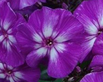 Phlox pan adessaspecialpurplestar