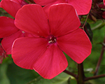 Phlox pan claygiant