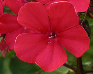 Floksis skarainais 'Jubiļeinij'