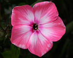 Phlox pan olenka