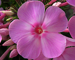 Phlox pan savaizemitei