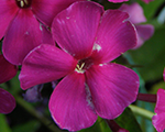 Phlox pan paulhofman