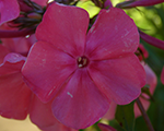 Phlox pan roza lasu lielais