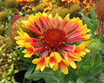 Gaillardia fanfare